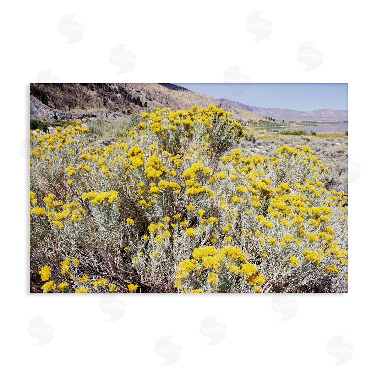 Yellow Flowers in Arid Meadow Canvas Wall Art, Home Decor by Gemma Bardot