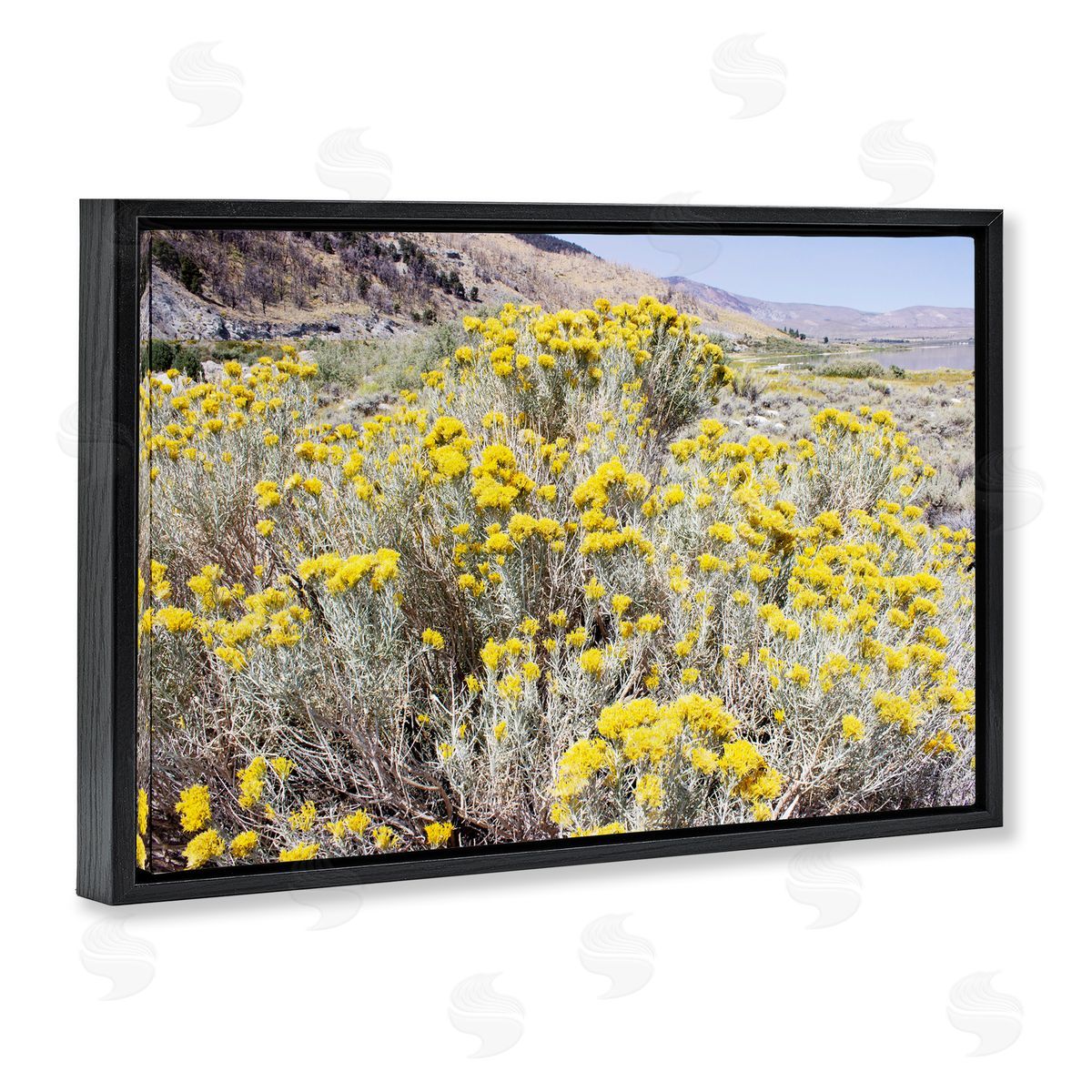 Yellow Flowers in Arid Meadow Black Floating Frame Canvas Wall Art, Home Decor by Gemma Bardot