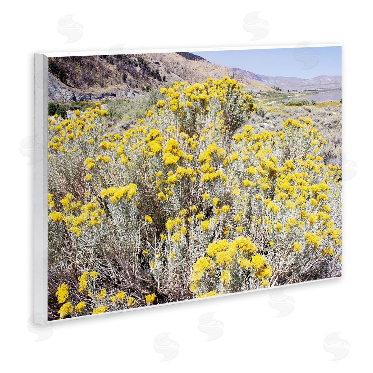 Yellow Flowers in Arid Meadow Wood Plaque Wall Art, Home Decor by Gemma Bardot