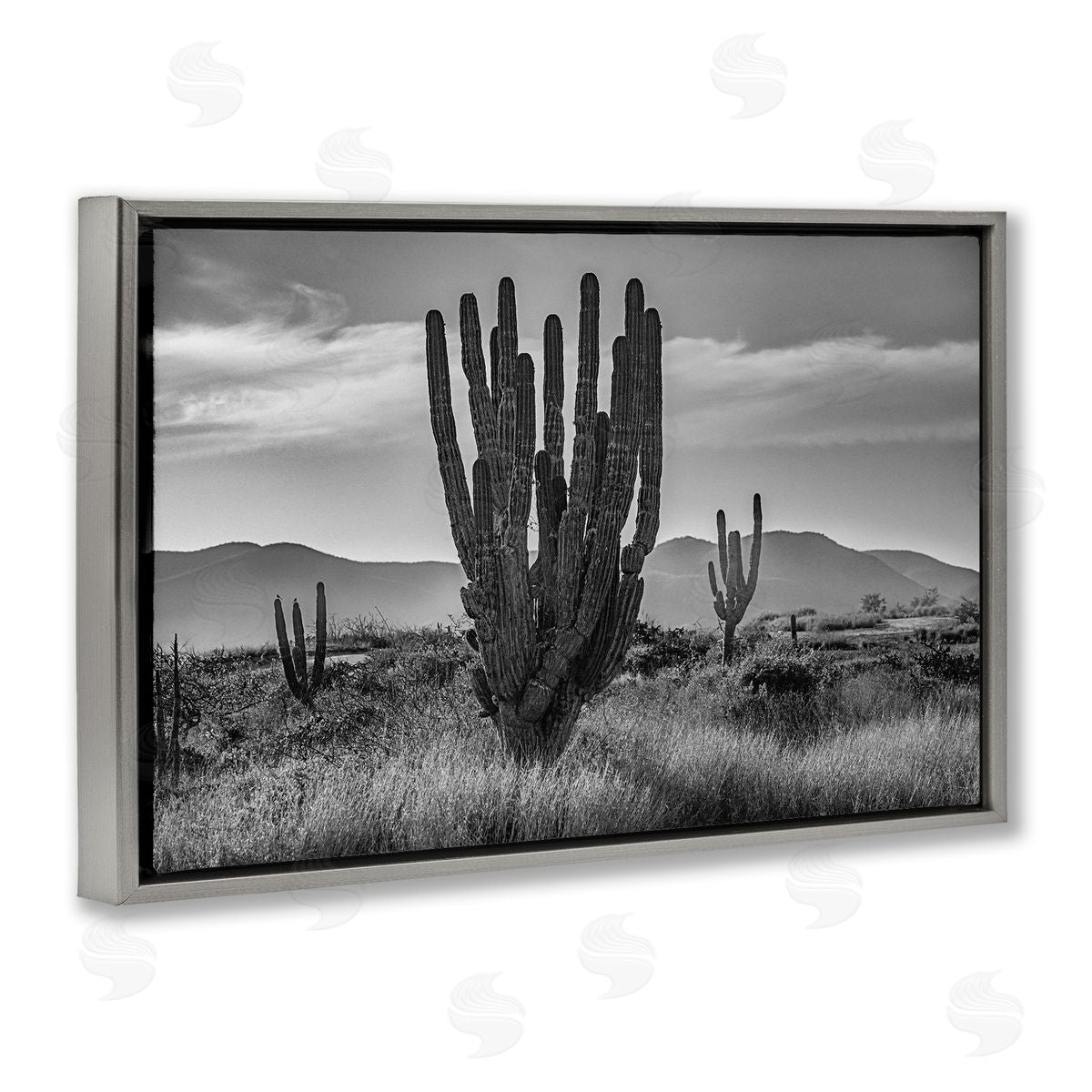 Norm Stelfox Cactus Sunset in Monochrome Canvas Wall Art Print