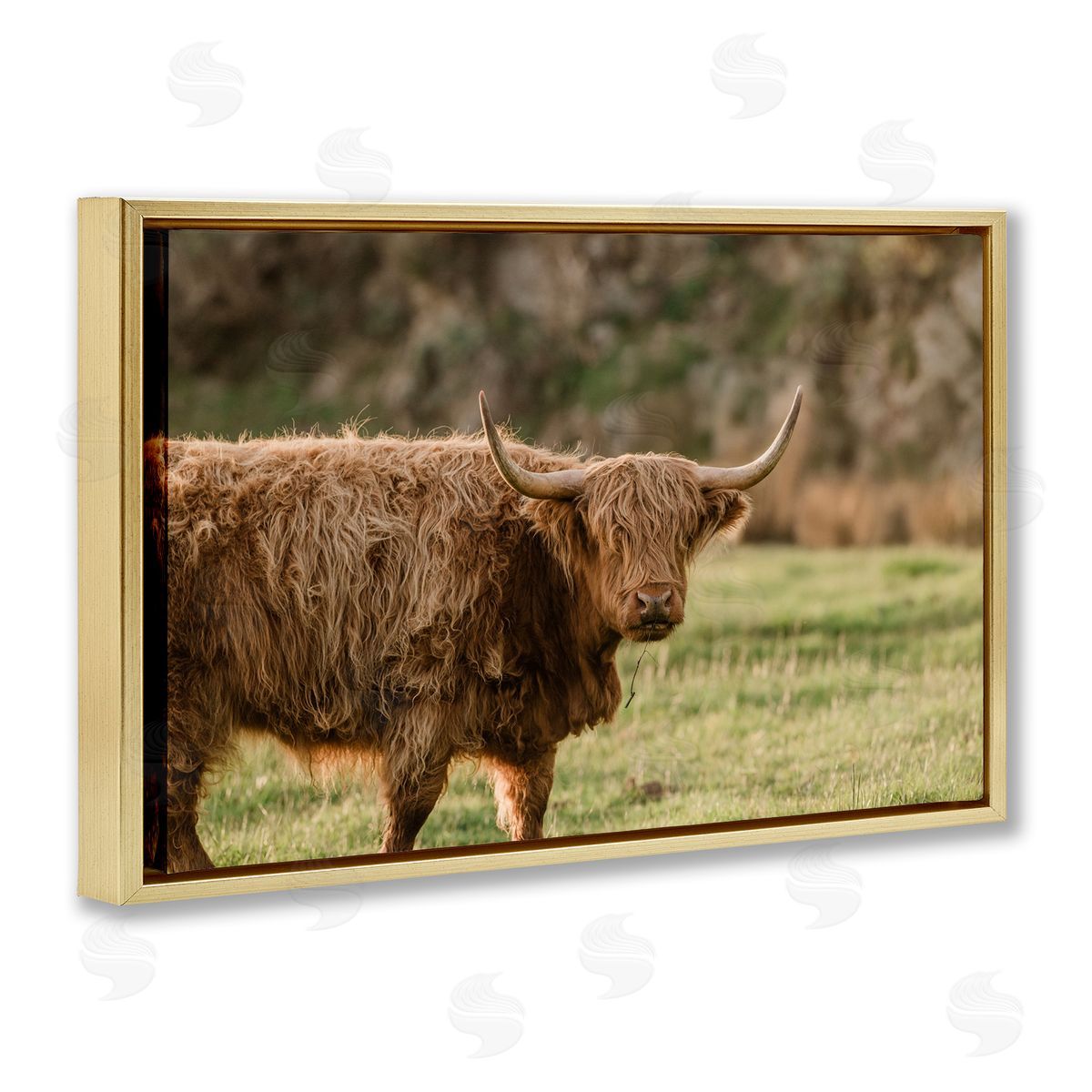 Crystal Lynn Collins Scottish Highland Grazing Canvas Wall Art Print