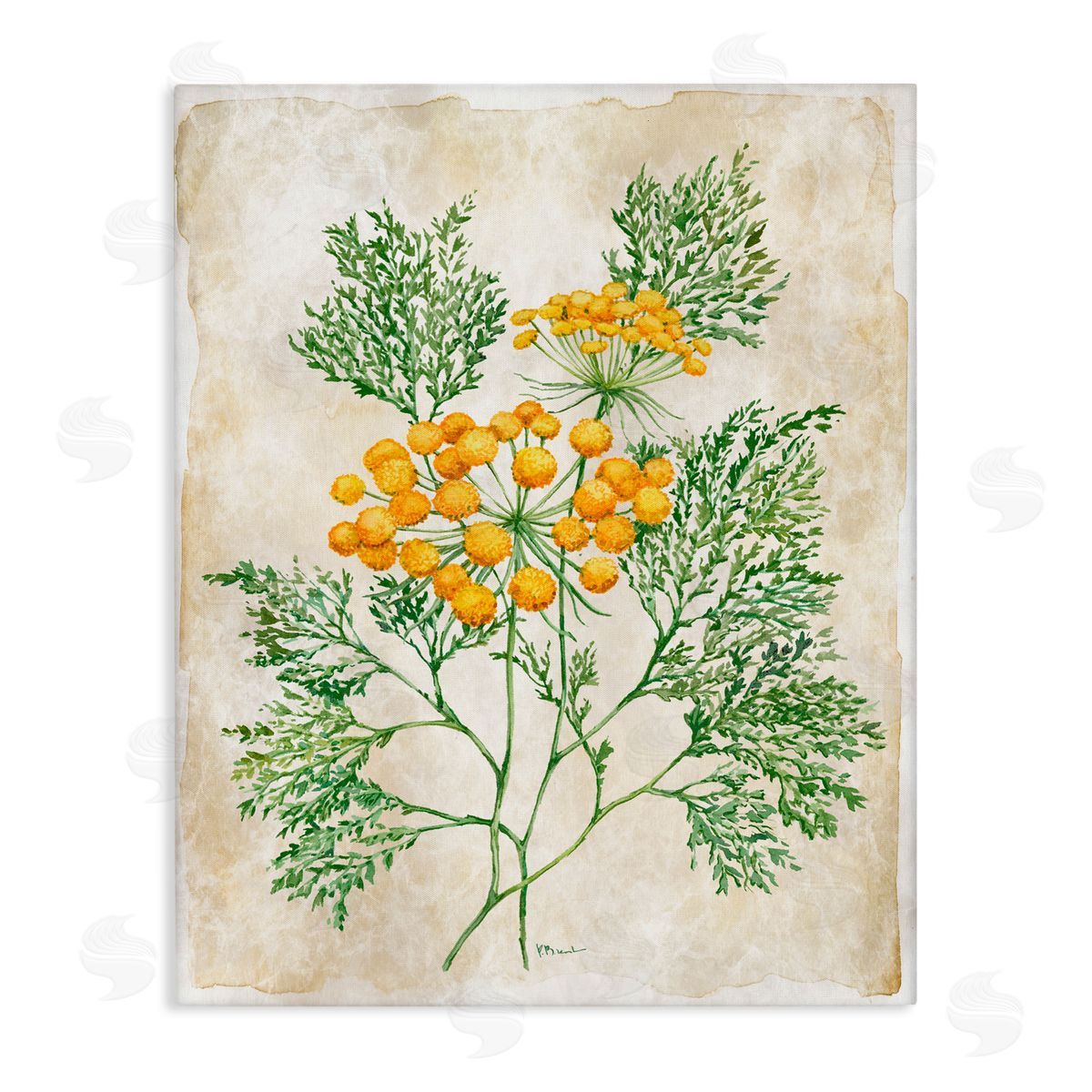 Paul Brent Botanical Journal Page Canvas Wall Art Print