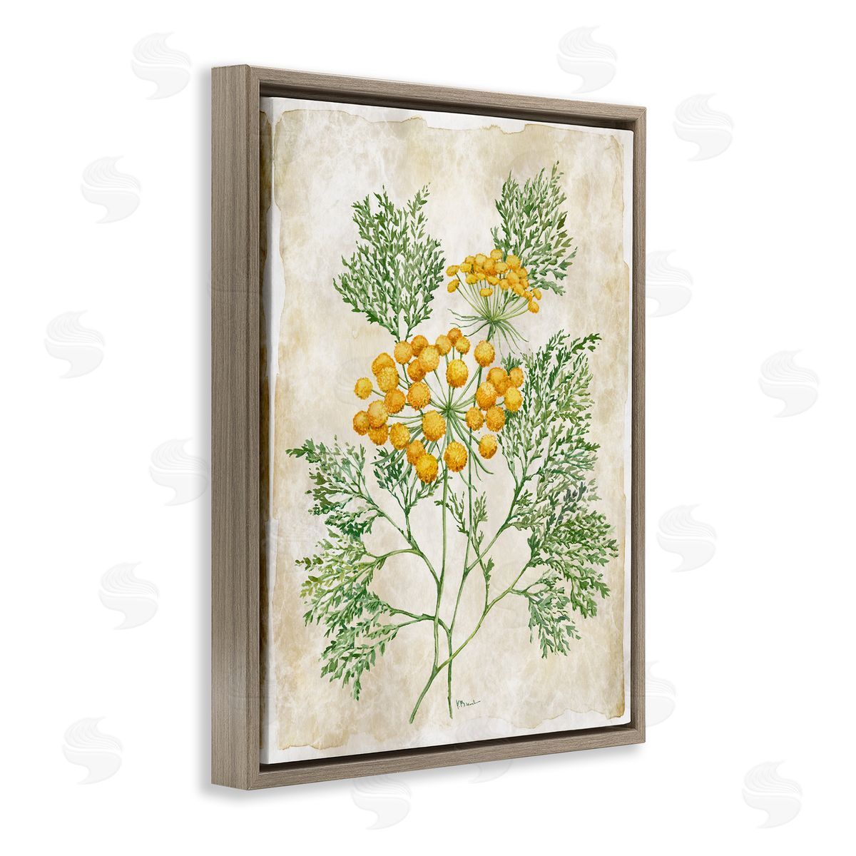 Paul Brent Botanical Journal Page Canvas Wall Art Print