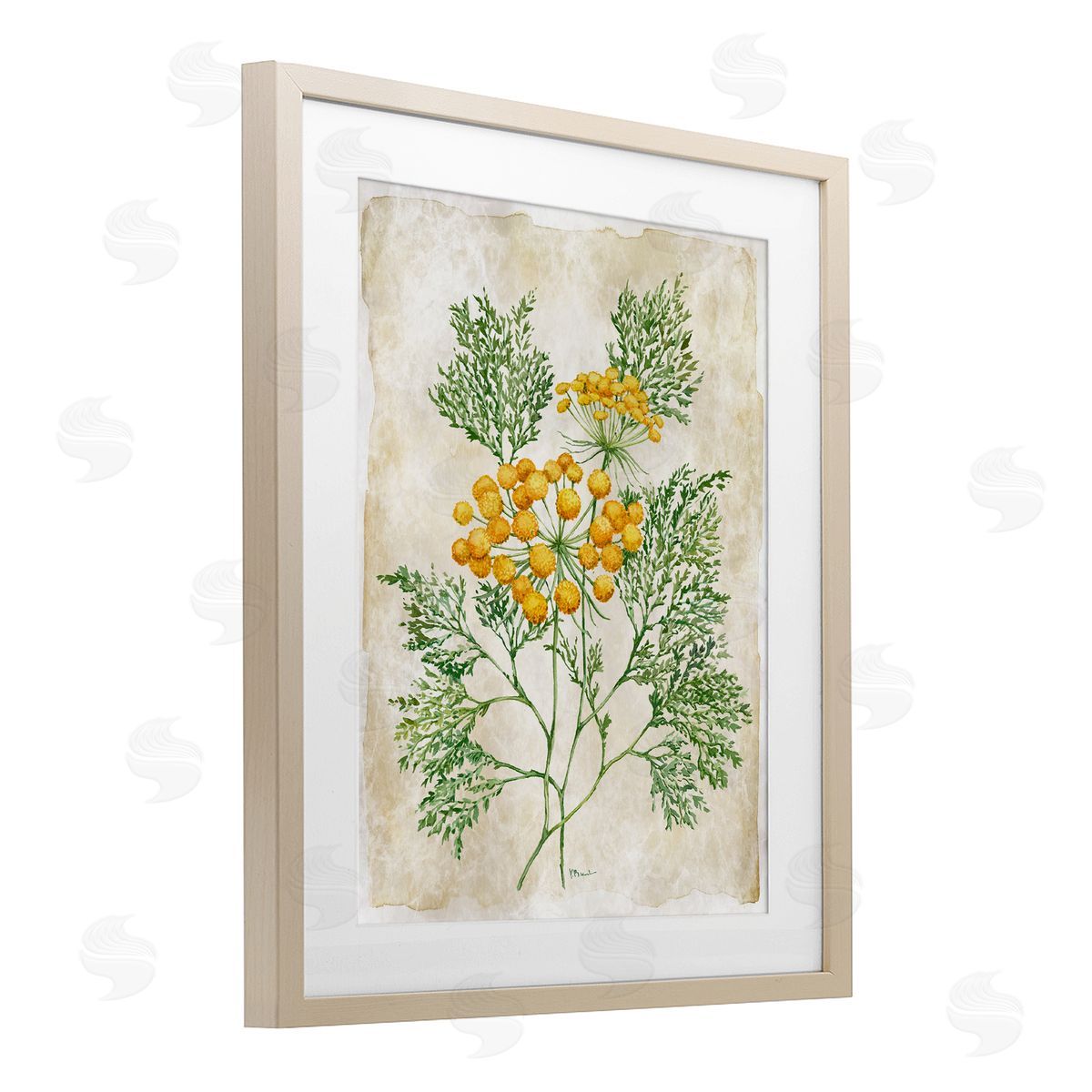 Paul Brent Botanical Journal Page Canvas Wall Art Print