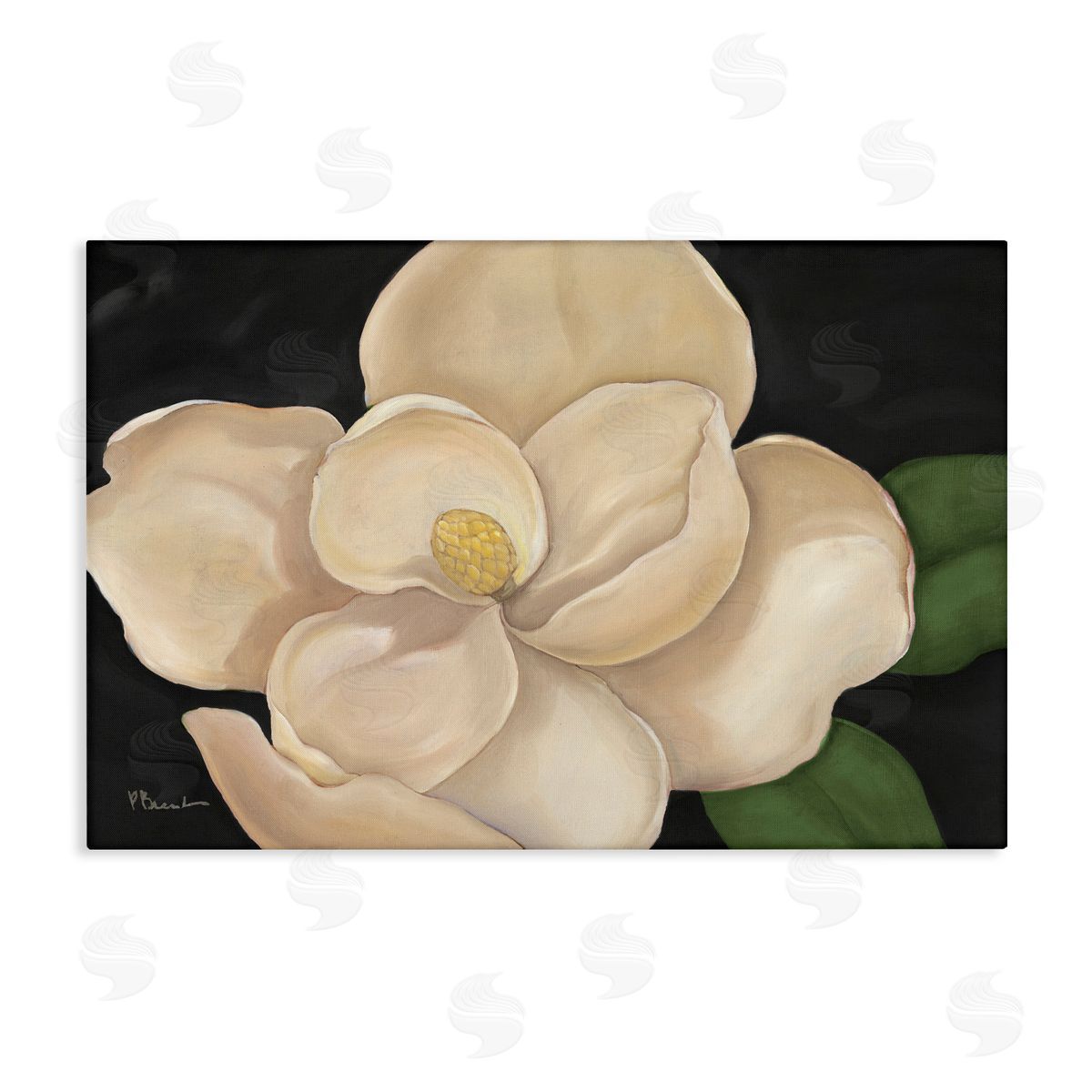 Paul Brent Magnolia Grandiflora on Black Canvas Wall Art Print