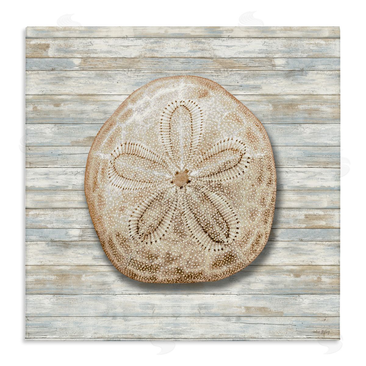 Amber Sterling Sand Dollar On Shiplap Canvas Wall Art Print