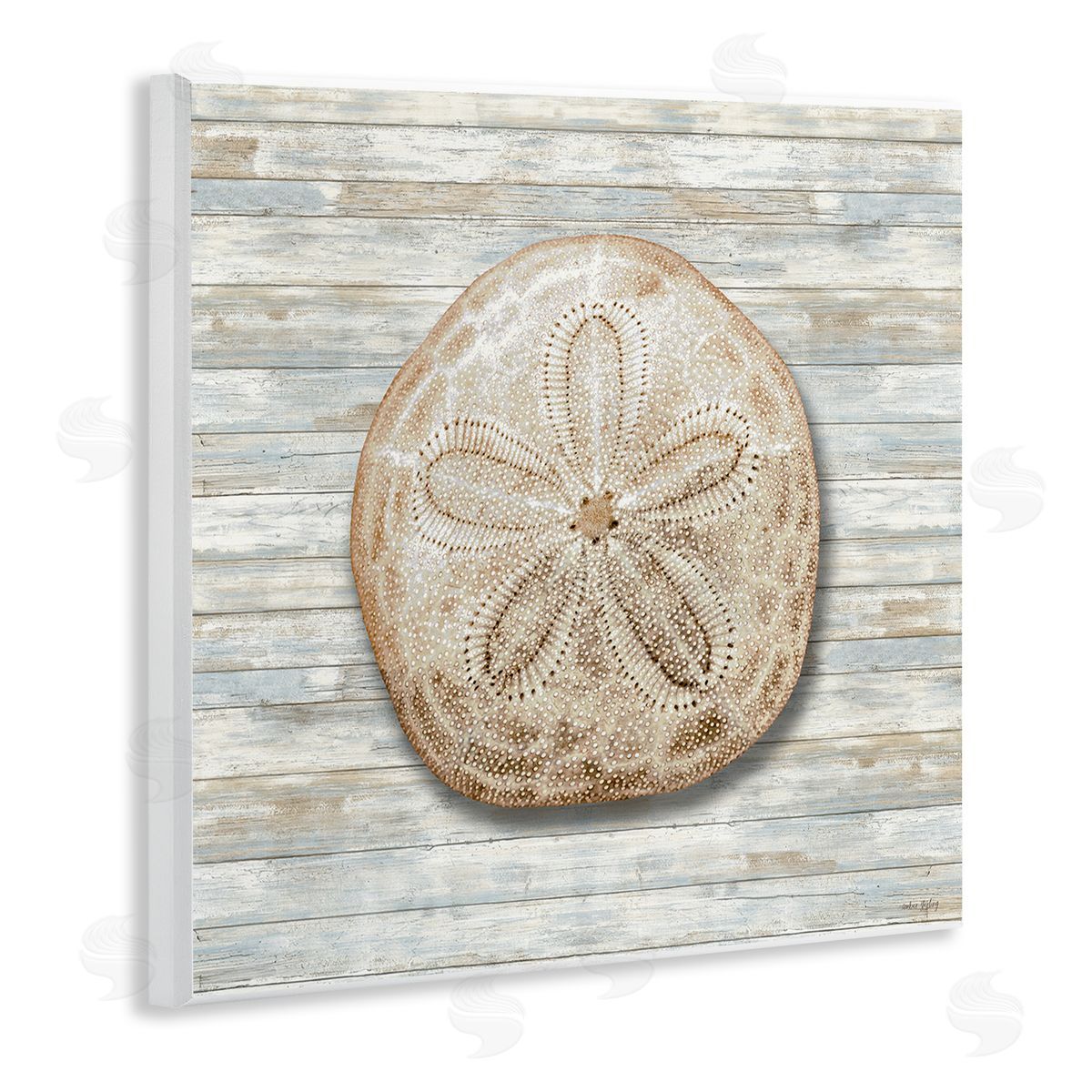 Amber Sterling Sand Dollar On Shiplap Canvas Wall Art Print