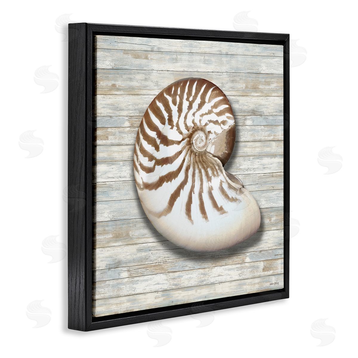 Amber Sterling Cowrie Shell on Shiplap Canvas Wall Art Print