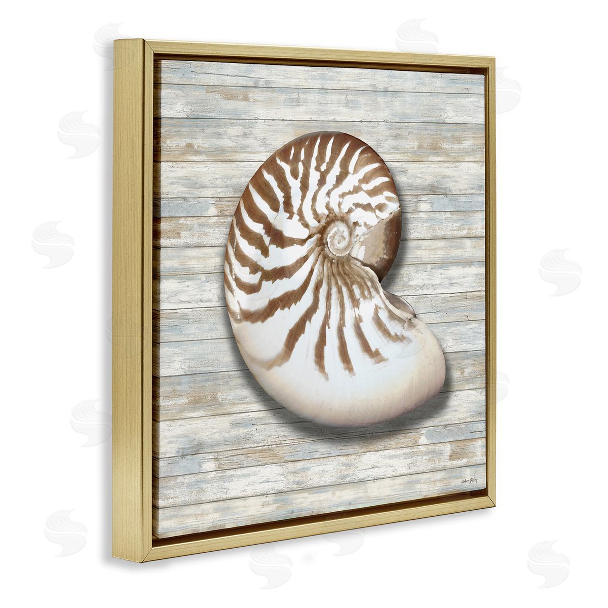 Amber Sterling Cowrie Shell on Shiplap Canvas Wall Art Print