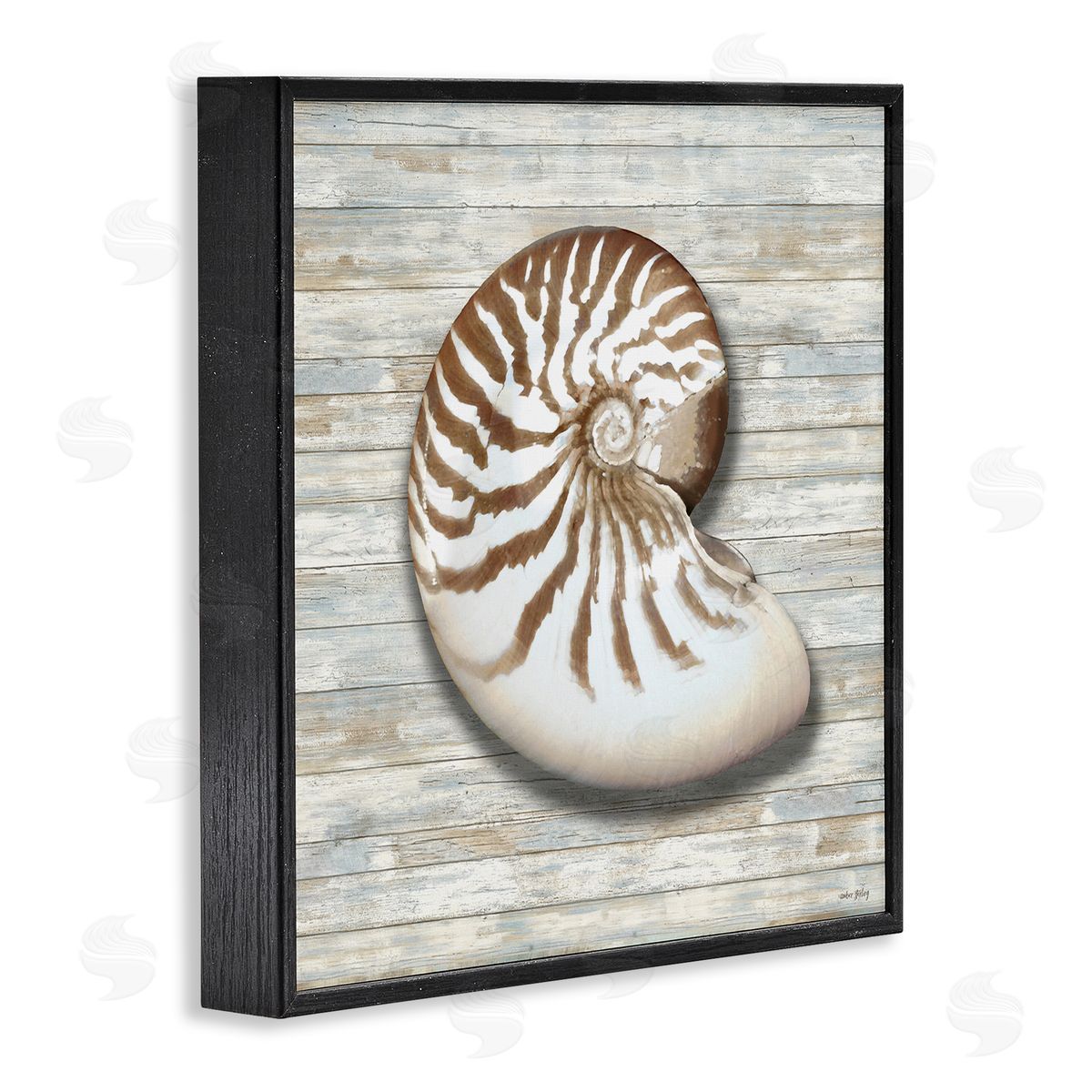 Amber Sterling Cowrie Shell on Shiplap Canvas Wall Art Print