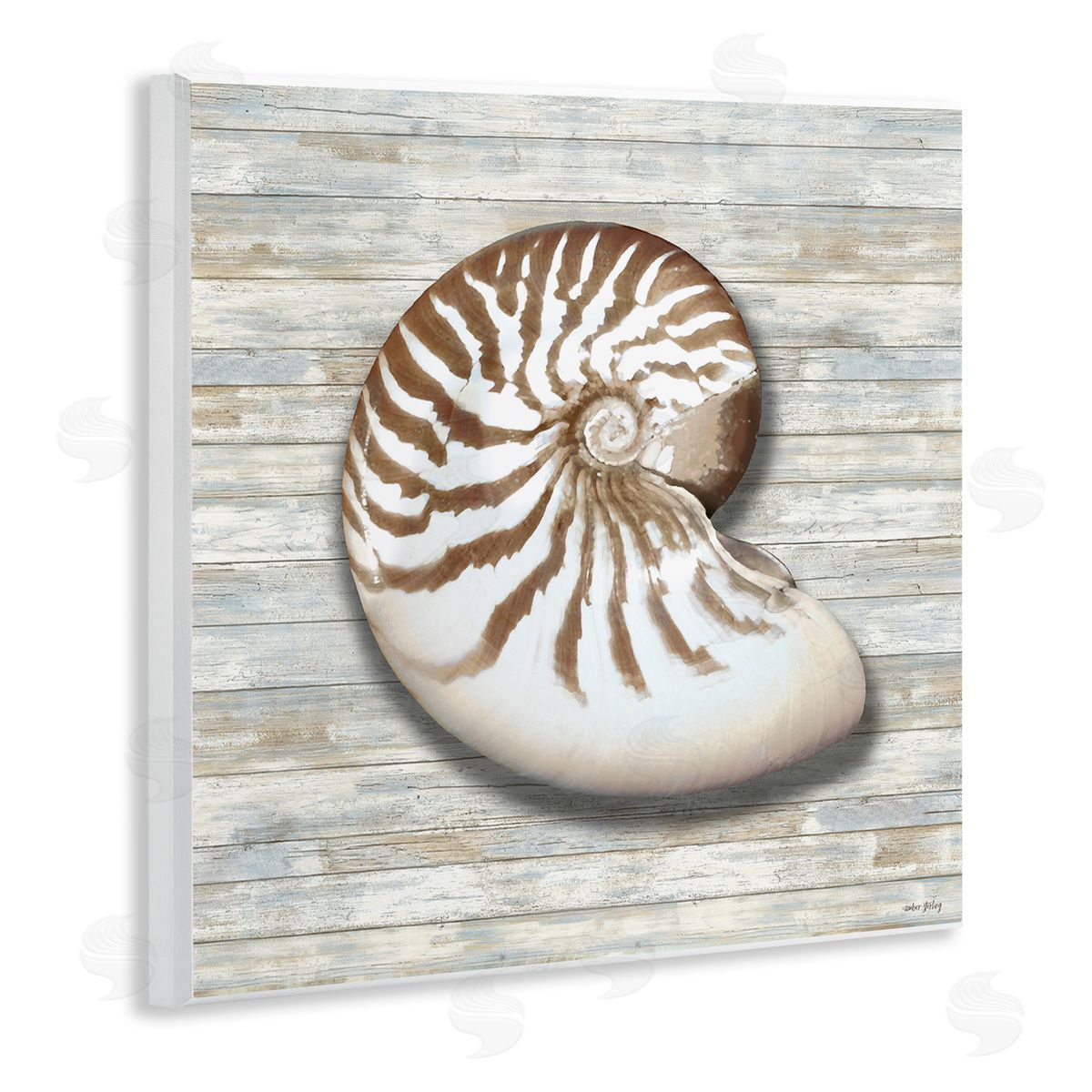 Amber Sterling Cowrie Shell on Shiplap Canvas Wall Art Print