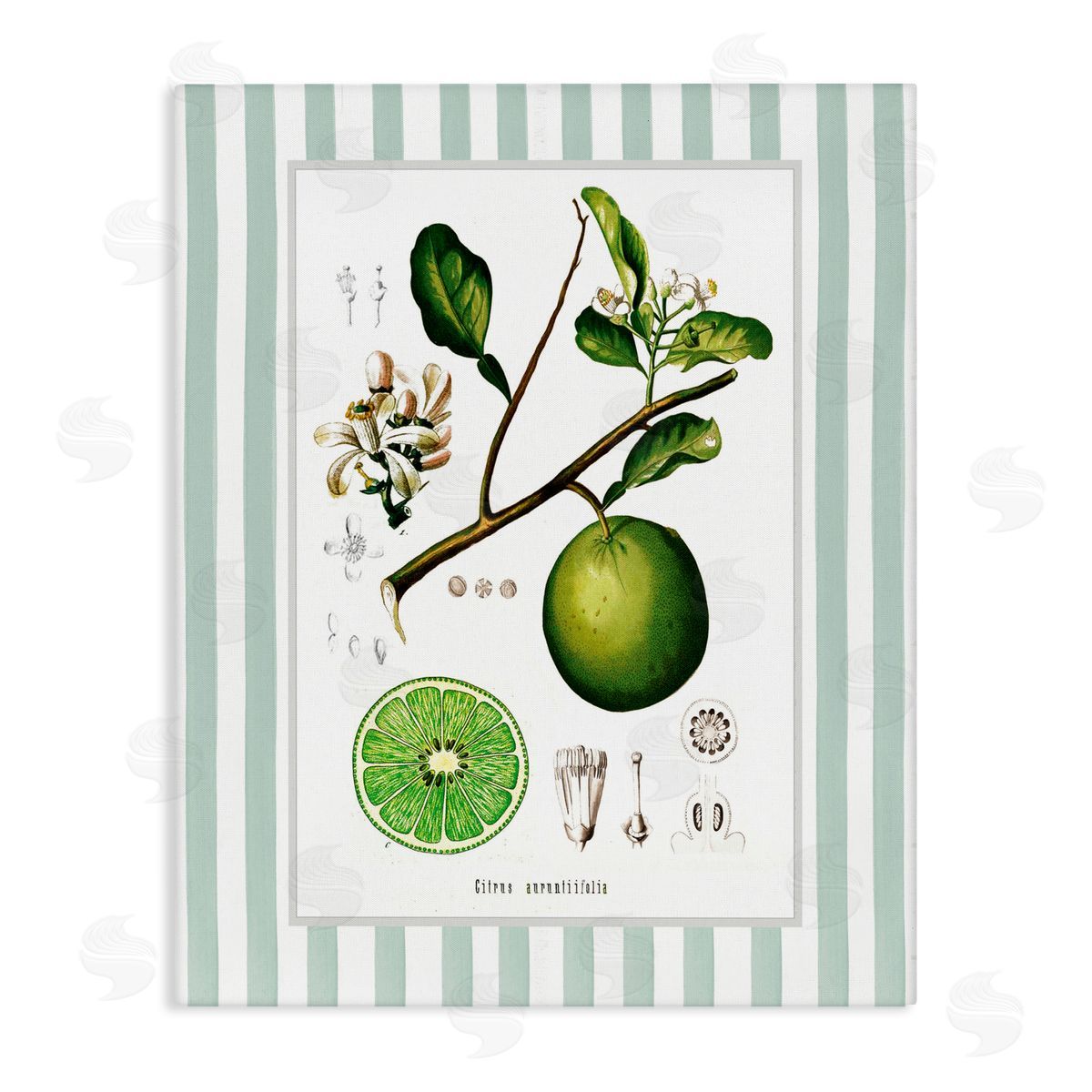 Lettered and Lined Vintage Lime Green Stripes Canvas Wall Art Print