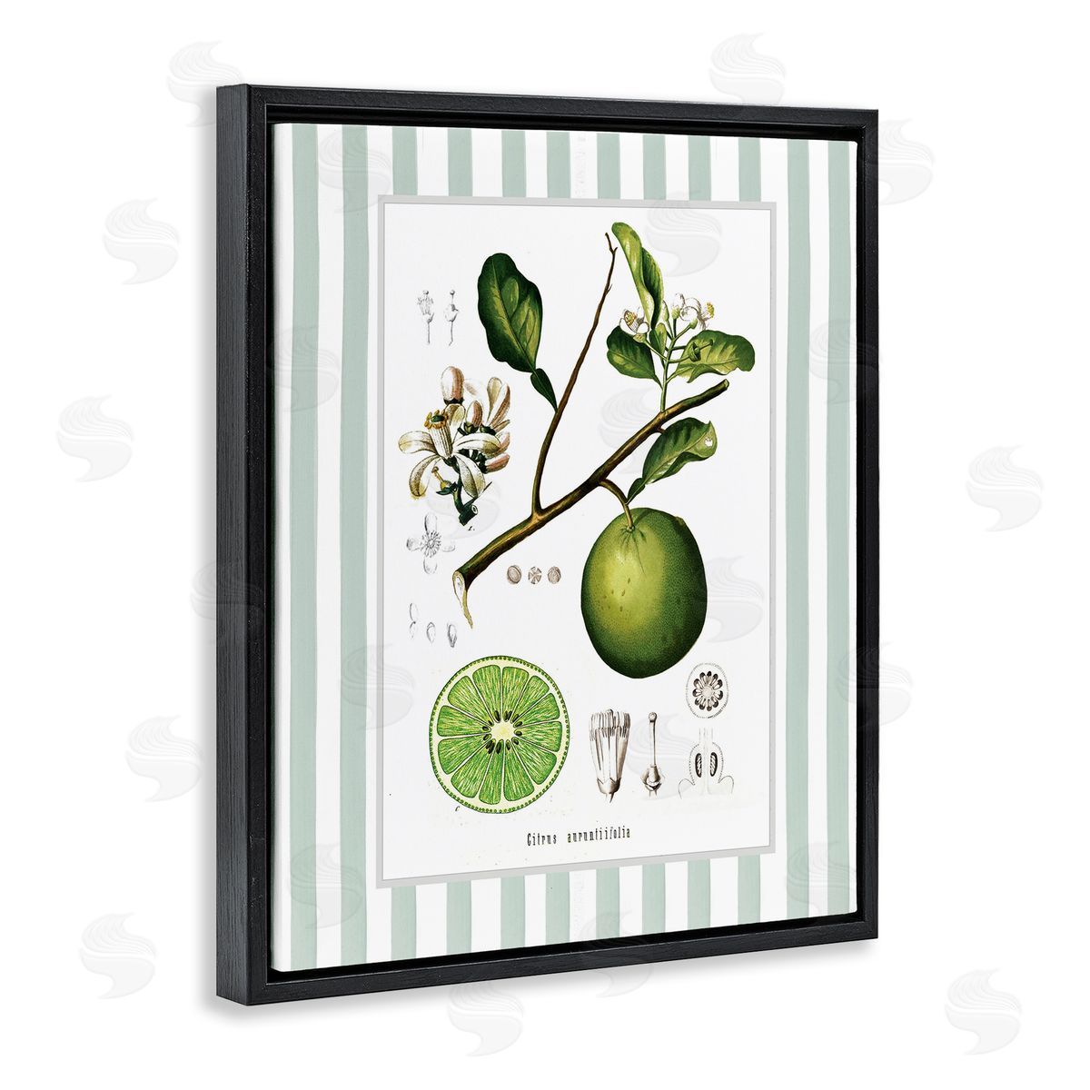 Lettered and Lined Vintage Lime Green Stripes Canvas Wall Art Print