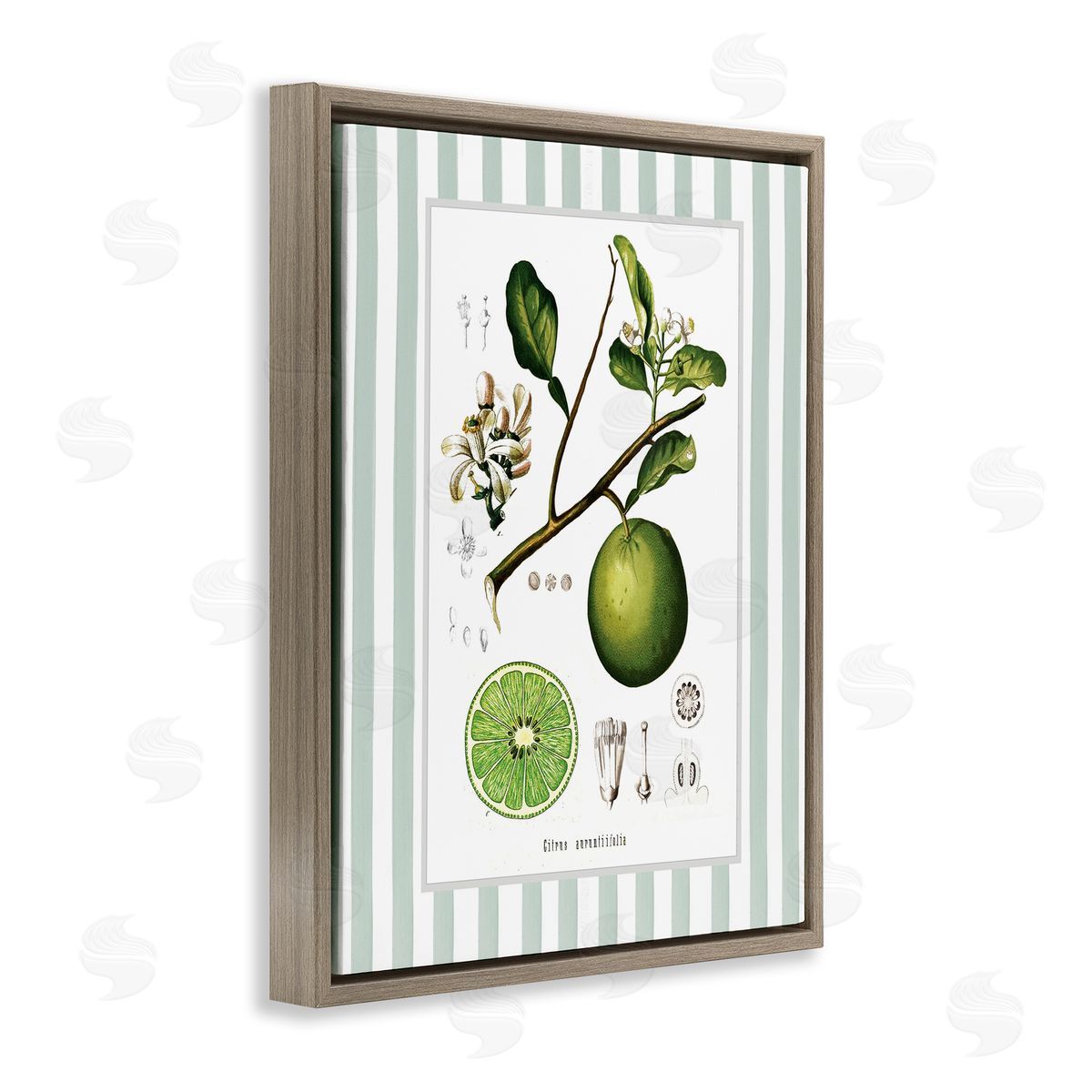 Lettered and Lined Vintage Lime Green Stripes Canvas Wall Art Print