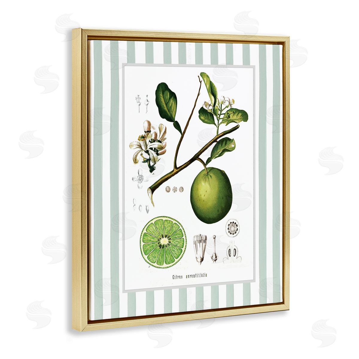 Lettered and Lined Vintage Lime Green Stripes Canvas Wall Art Print