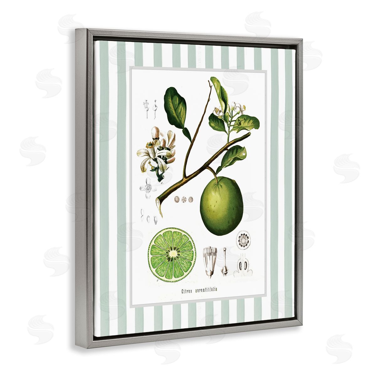 Lettered and Lined Vintage Lime Green Stripes Canvas Wall Art Print