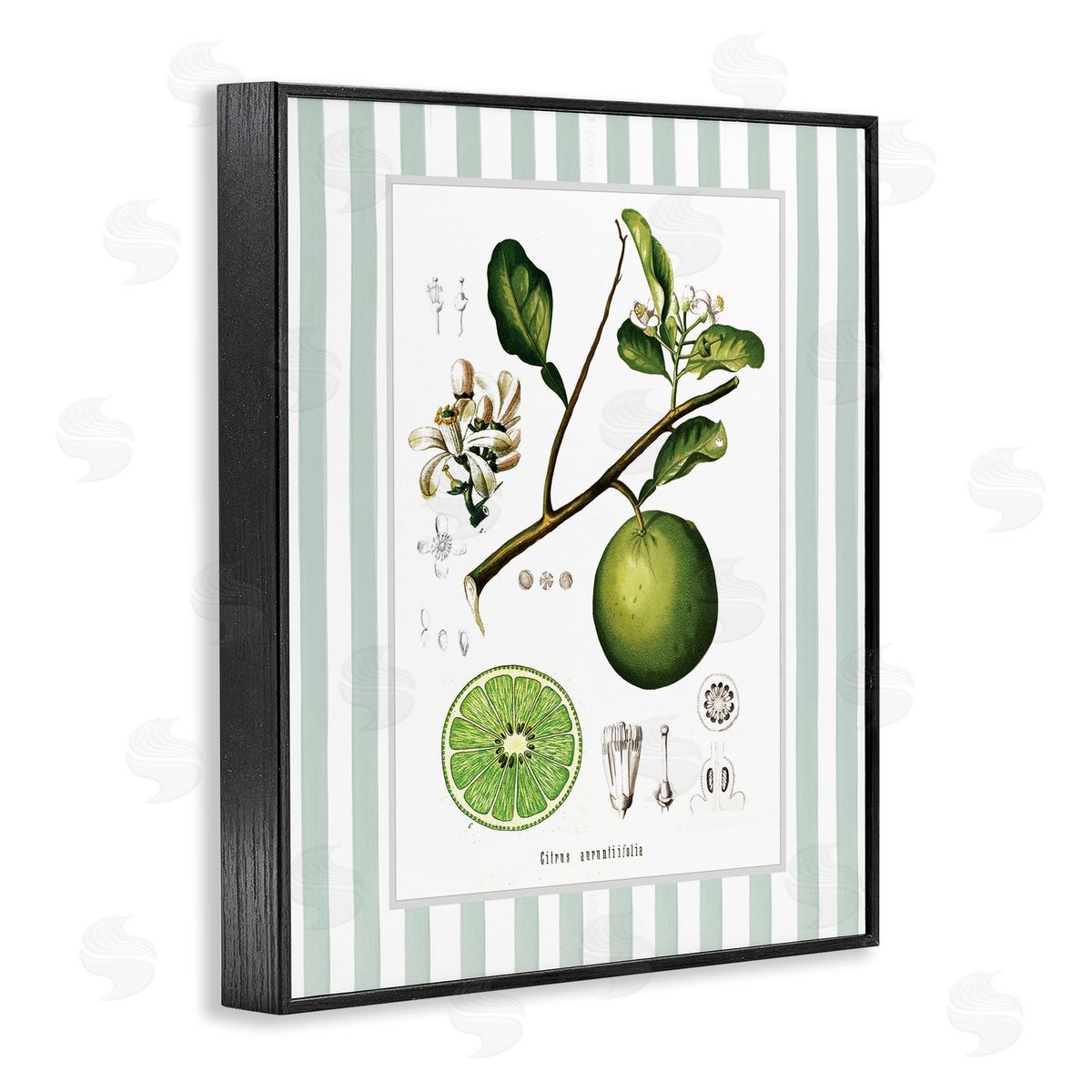 Lettered and Lined Vintage Lime Green Stripes Canvas Wall Art Print