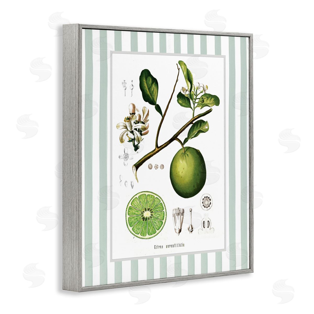 Lettered and Lined Vintage Lime Green Stripes Canvas Wall Art Print