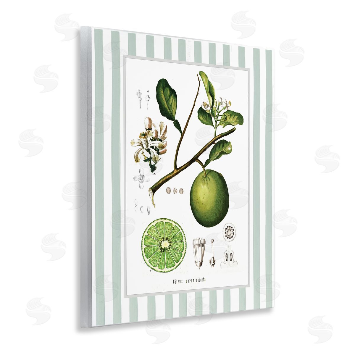 Lettered and Lined Vintage Lime Green Stripes Canvas Wall Art Print