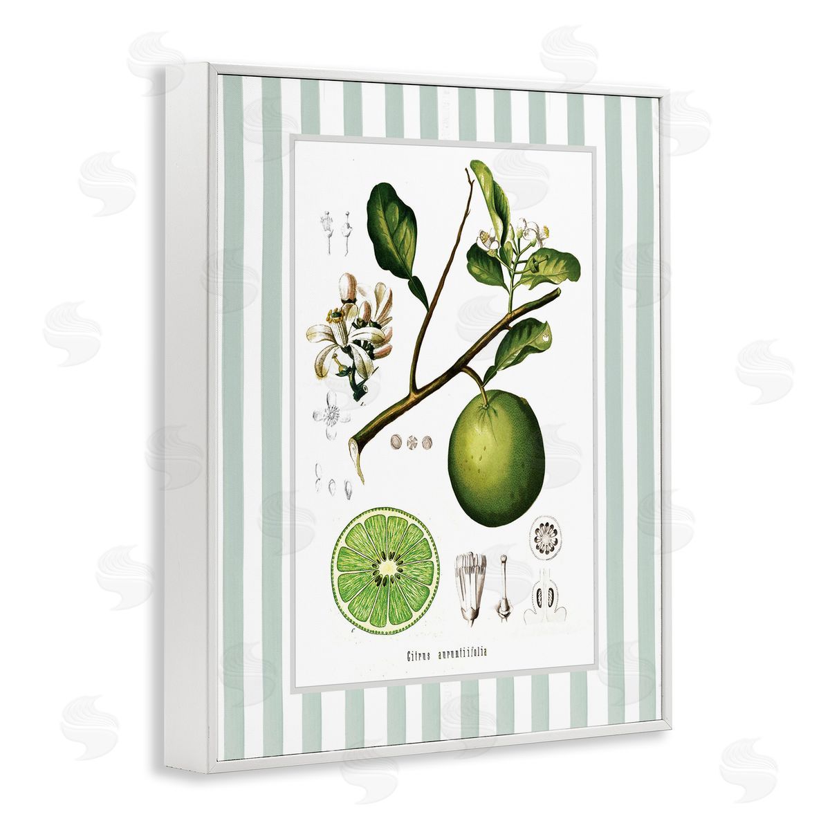 Lettered and Lined Vintage Lime Green Stripes Canvas Wall Art Print