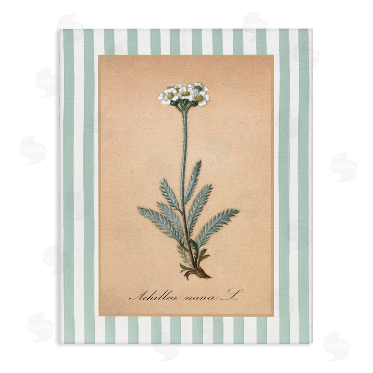 Lettered and Lined Wild Herb with Green Stripes Canvas Wall Art Print