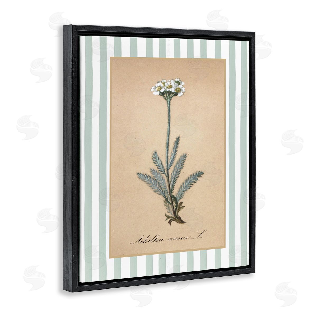 Lettered and Lined Wild Herb with Green Stripes Canvas Wall Art Print