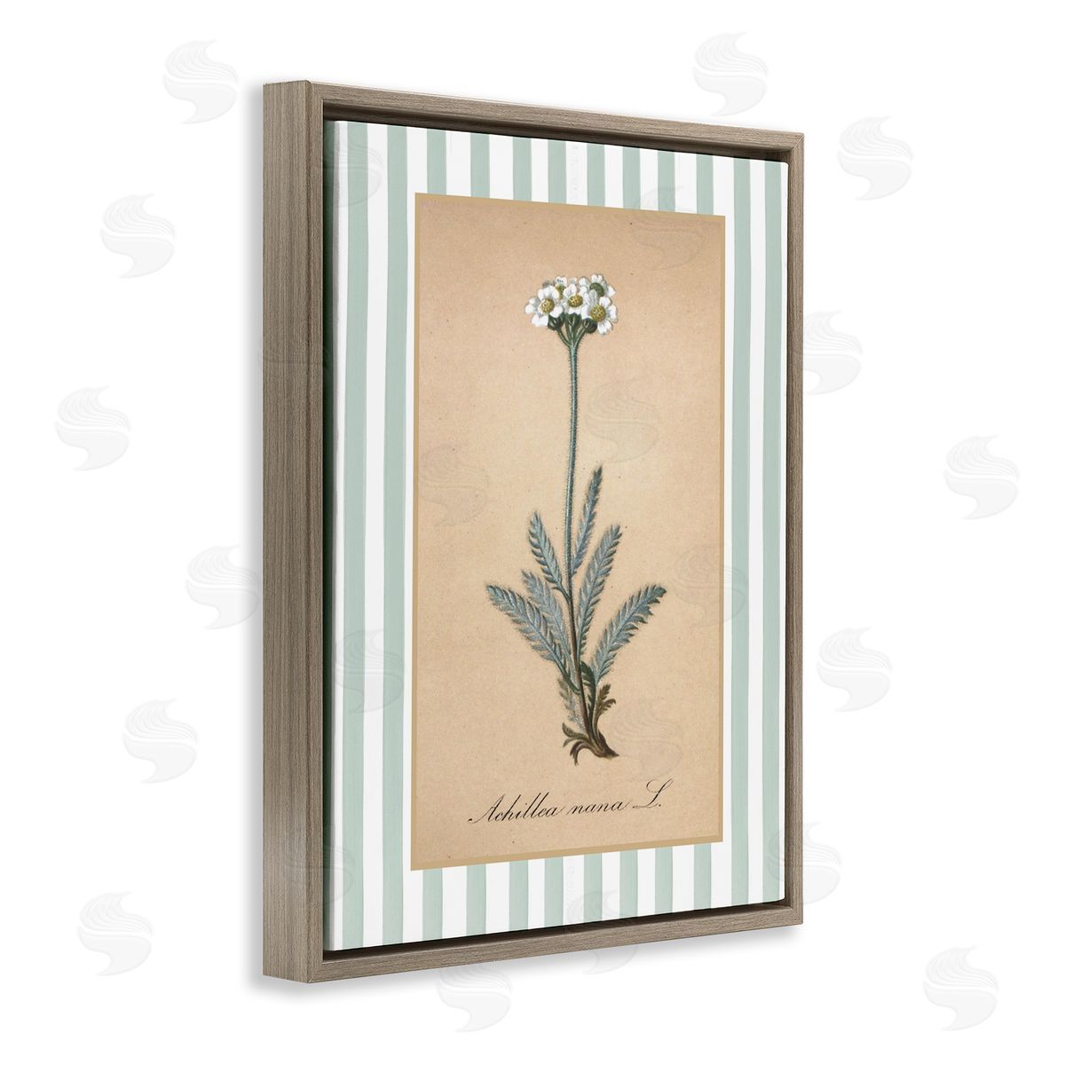 Lettered and Lined Wild Herb with Green Stripes Canvas Wall Art Print
