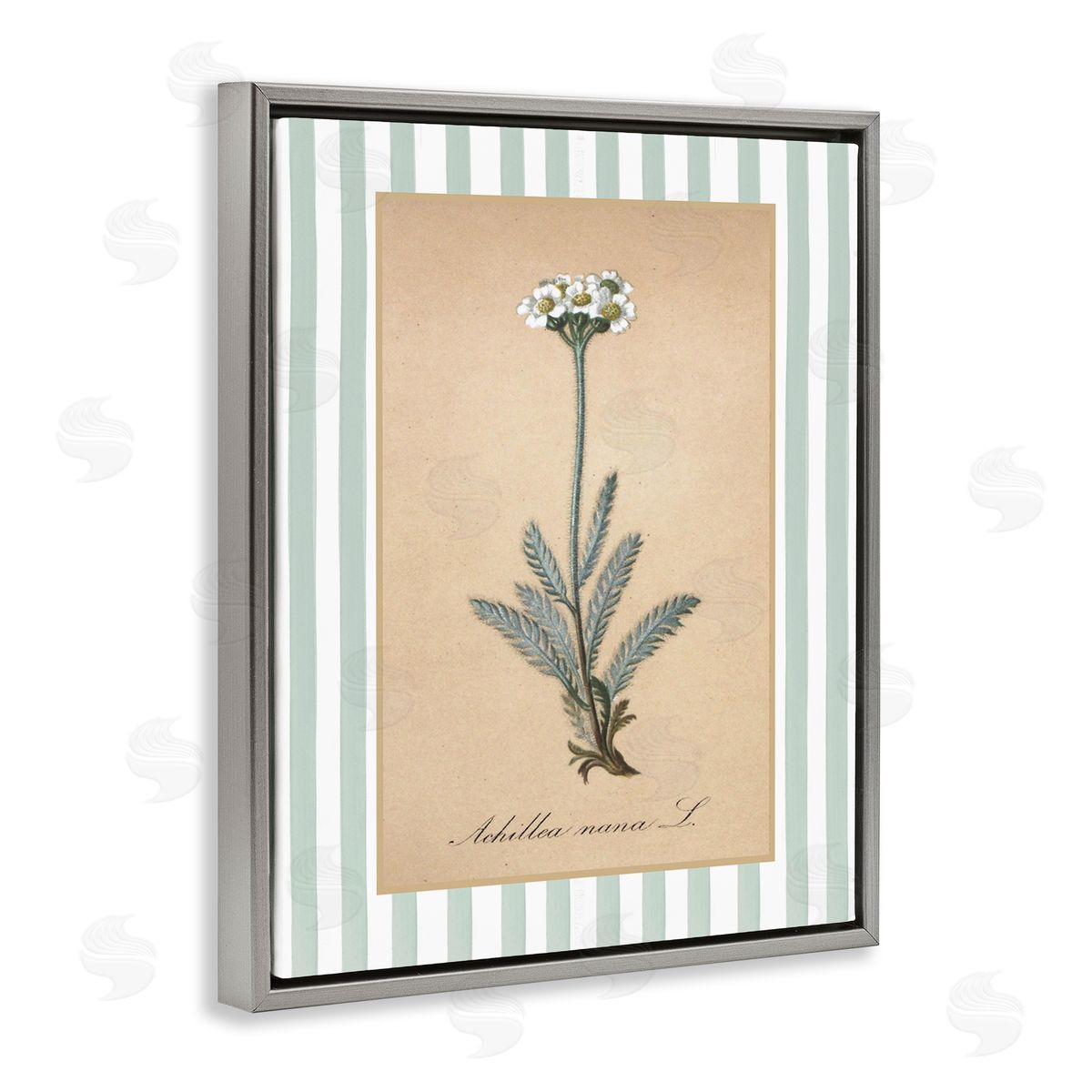 Lettered and Lined Wild Herb with Green Stripes Canvas Wall Art Print