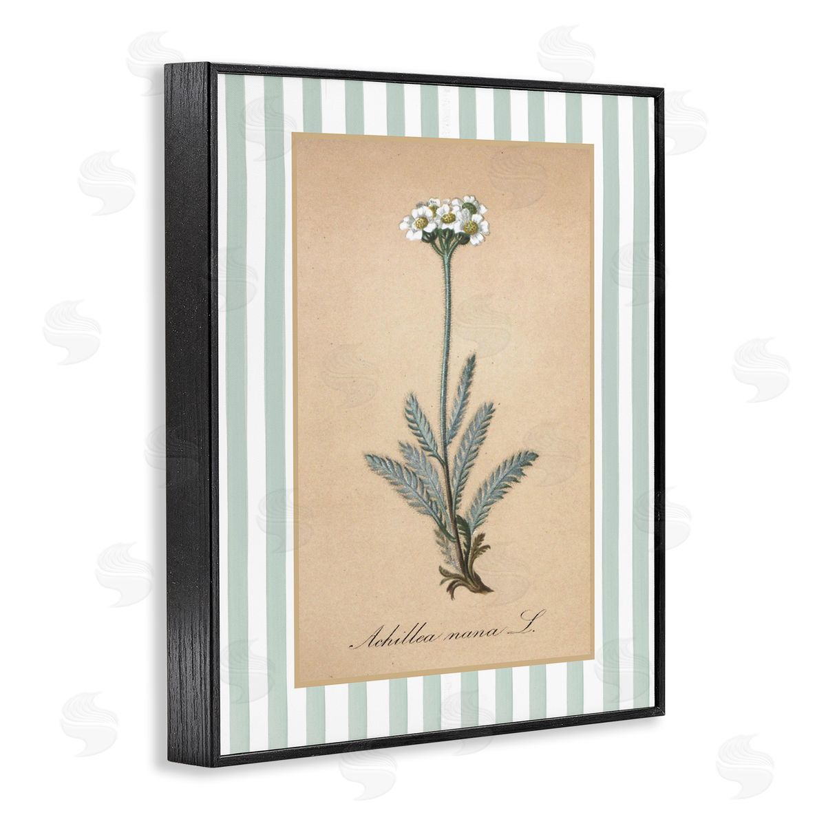 Lettered and Lined Wild Herb with Green Stripes Canvas Wall Art Print