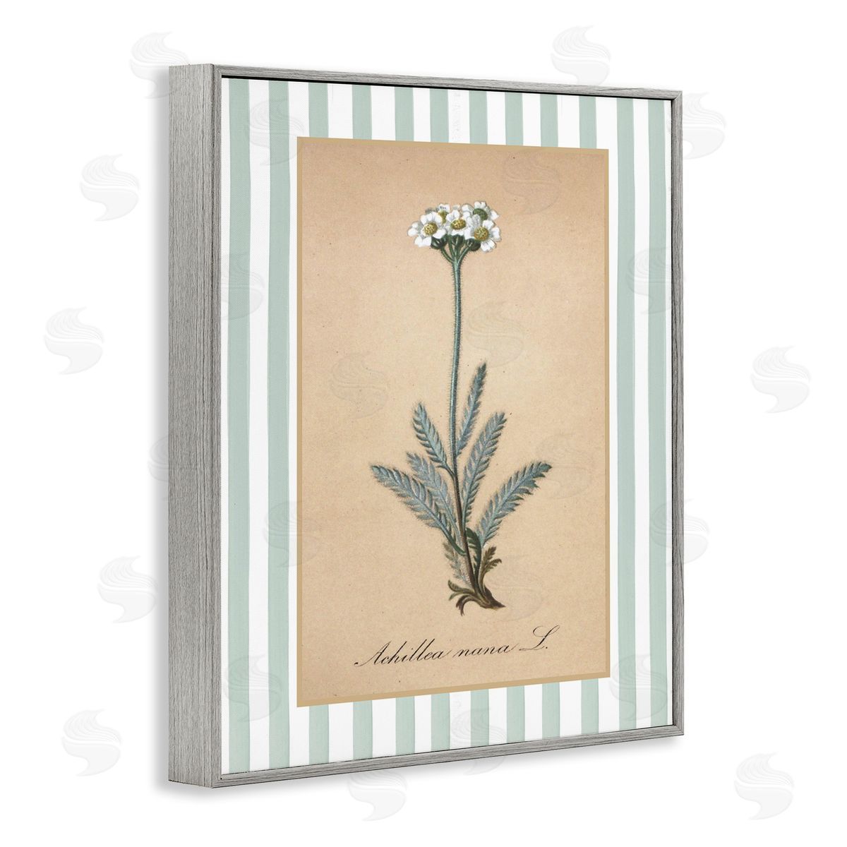 Lettered and Lined Wild Herb with Green Stripes Canvas Wall Art Print