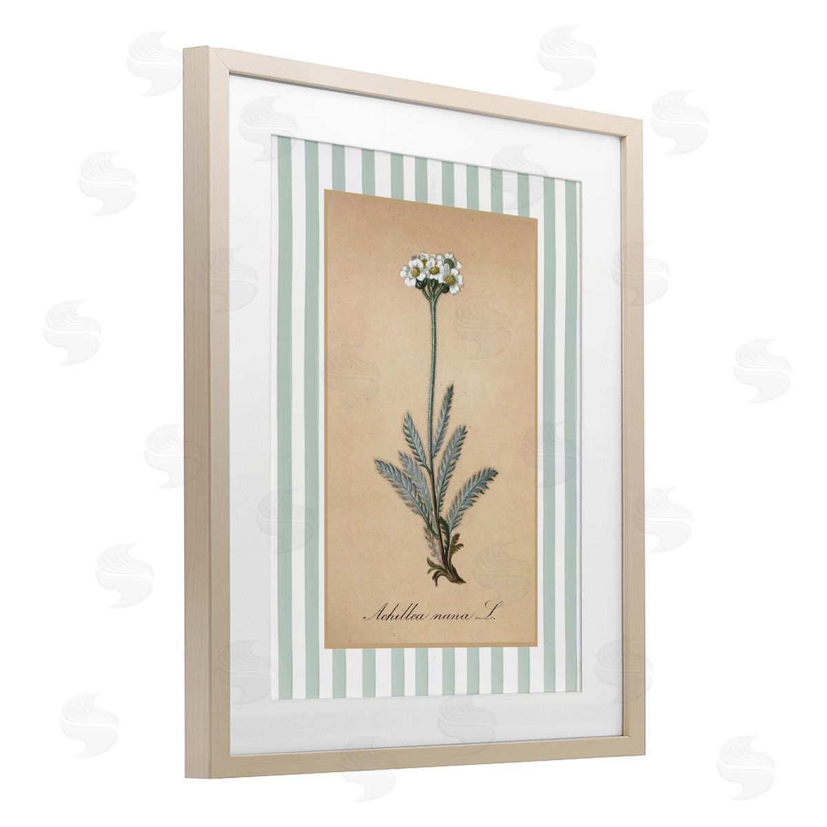 Lettered and Lined Wild Herb with Green Stripes Canvas Wall Art Print
