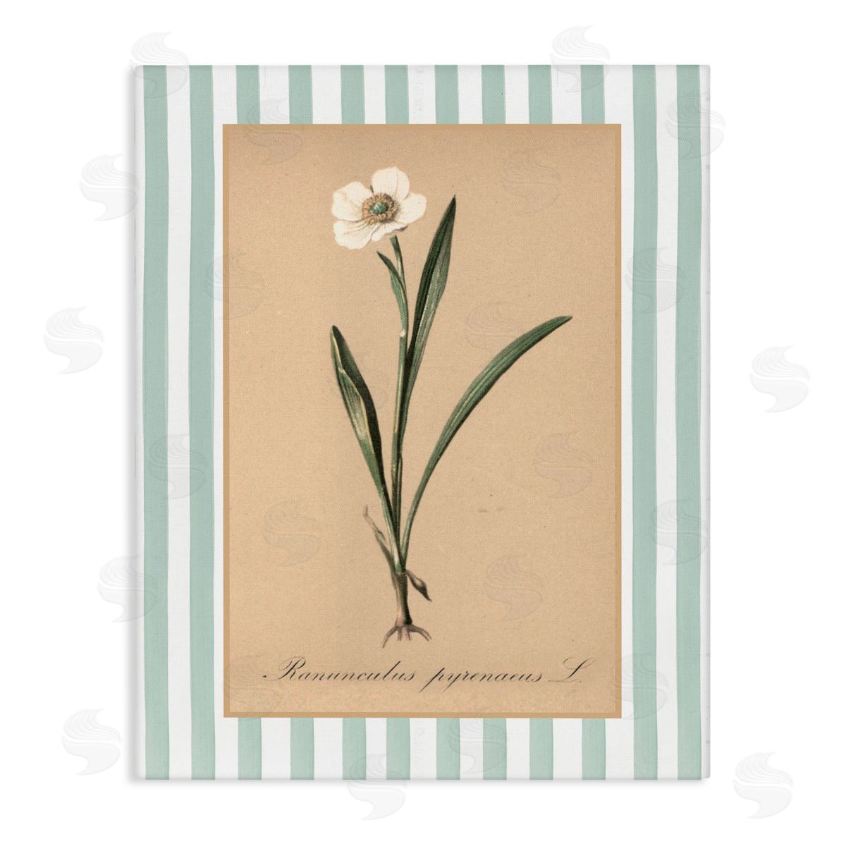 Lettered and Lined Wild Poppy with Green Stripes Canvas Wall Art Print