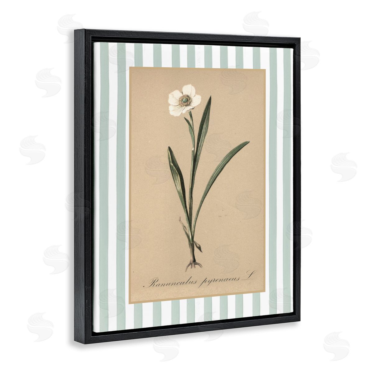 Lettered and Lined Wild Poppy with Green Stripes Canvas Wall Art Print
