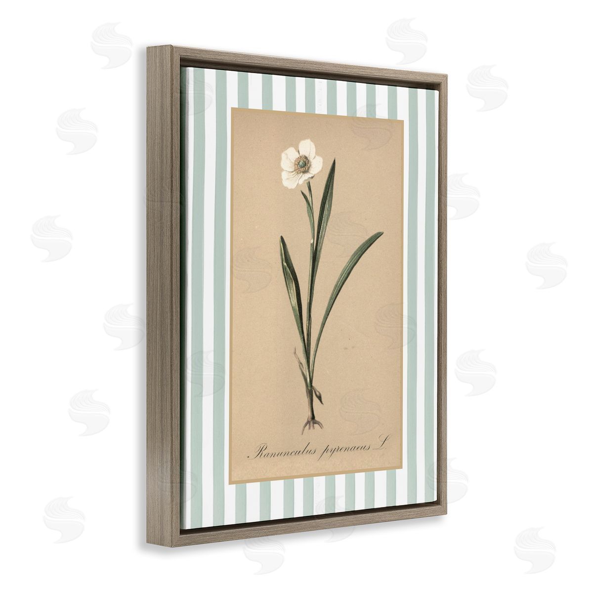 Lettered and Lined Wild Poppy with Green Stripes Canvas Wall Art Print
