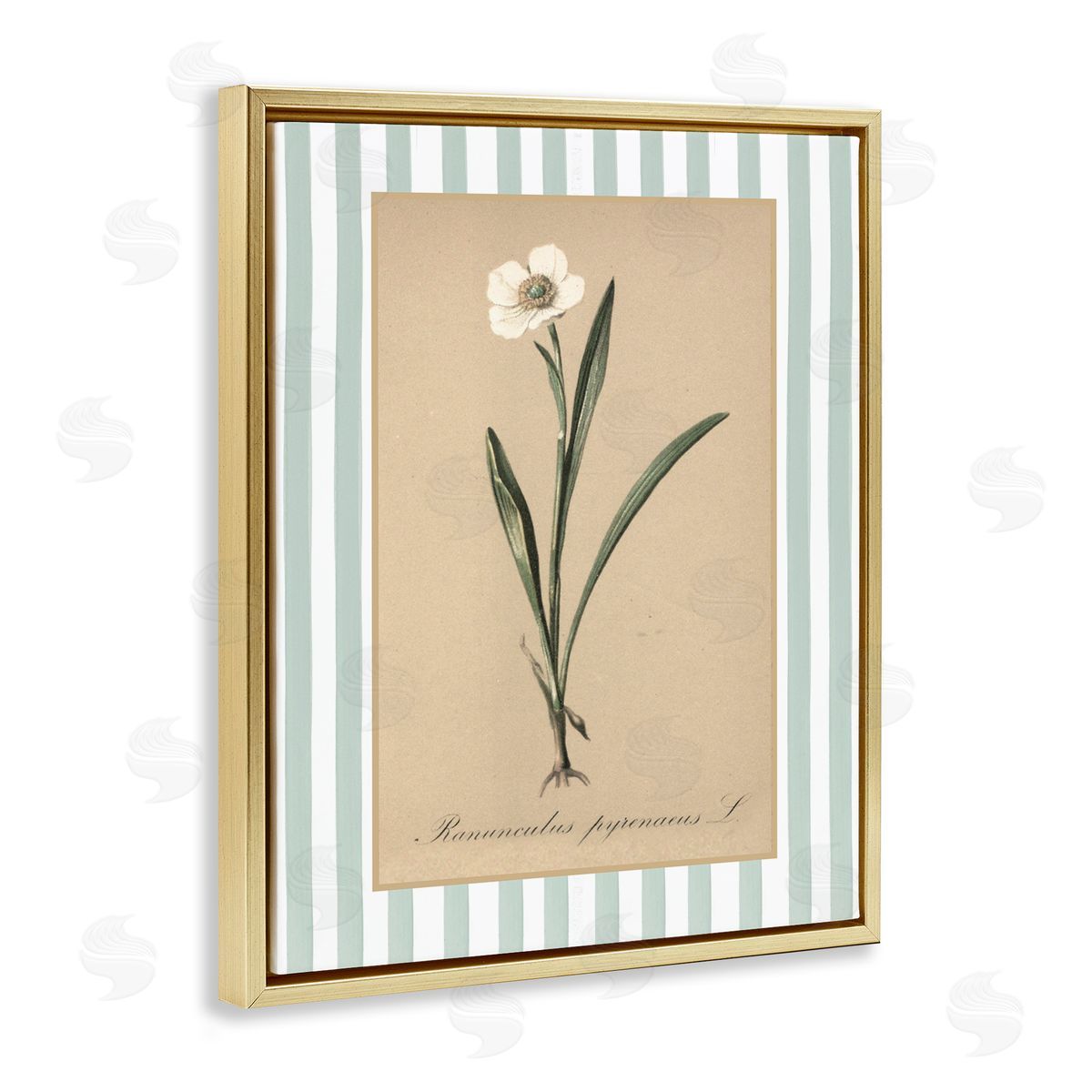 Lettered and Lined Wild Poppy with Green Stripes Canvas Wall Art Print