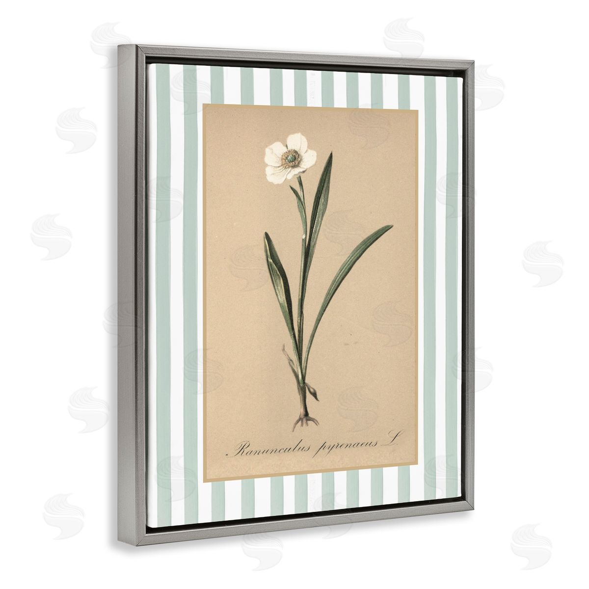 Lettered and Lined Wild Poppy with Green Stripes Canvas Wall Art Print