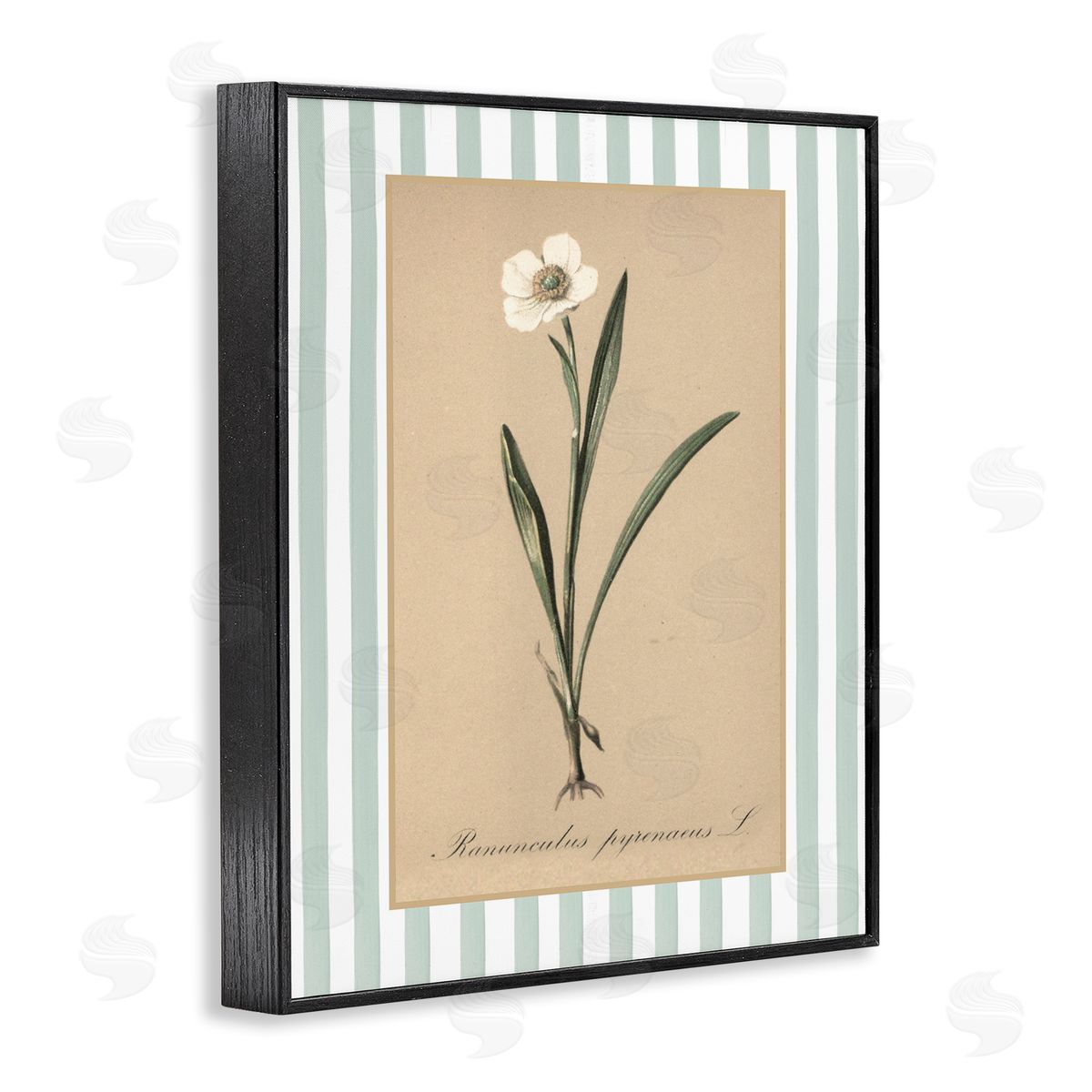 Lettered and Lined Wild Poppy with Green Stripes Canvas Wall Art Print