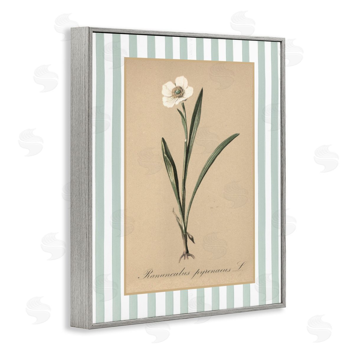 Lettered and Lined Wild Poppy with Green Stripes Canvas Wall Art Print
