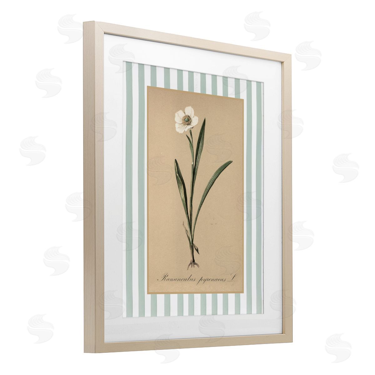 Lettered and Lined Wild Poppy with Green Stripes Canvas Wall Art Print