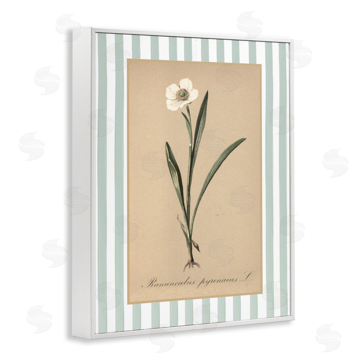 Lettered and Lined Wild Poppy with Green Stripes Canvas Wall Art Print