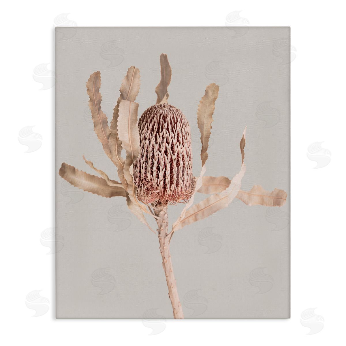 Sisi and Seb Australian Banksia Botanical Canvas Wall Art Print