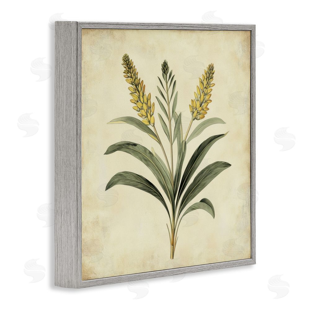 Petal Prints Design Vintage Yellow Wheat Illustration Gray Framed Giclee Wall Art Print