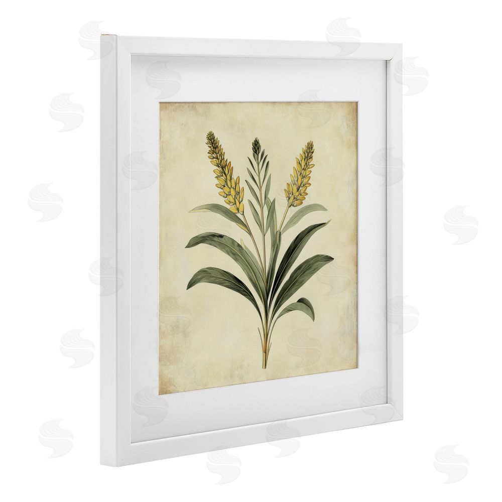 Petal Prints Design Vintage Yellow Wheat Illustration White Framed Print Under Glass with Mat Wall Art