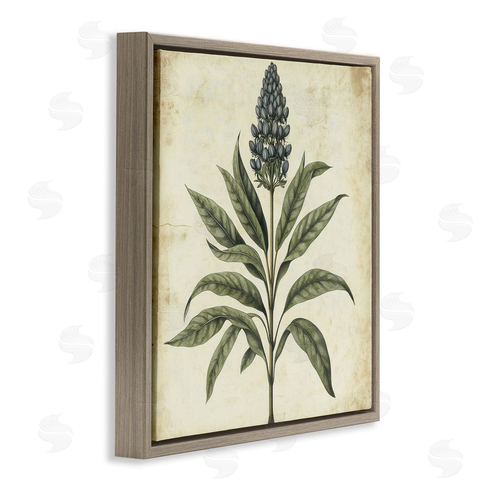 Petal Prints Design Vintage Blue Botanical Illustration Brown Floating Frame Canvas Wall Art Print