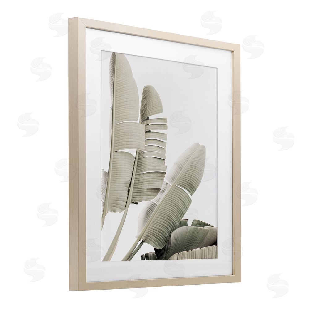 Sisi and Seb Fanning Banana Leaves Birch Framed Print Under Glass with White Mat Wall Art