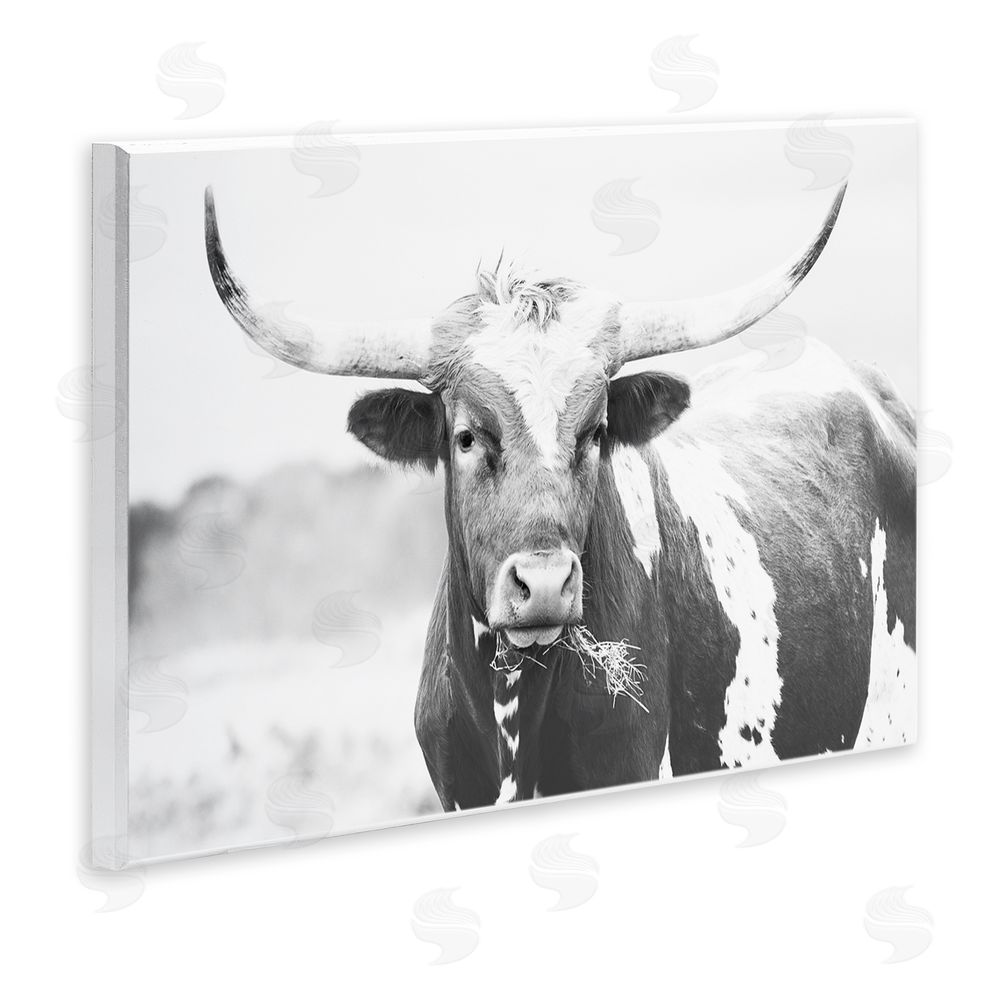 Sisi and Seb Two Tone Longhorn Portrait Wall Plaque Art Print
