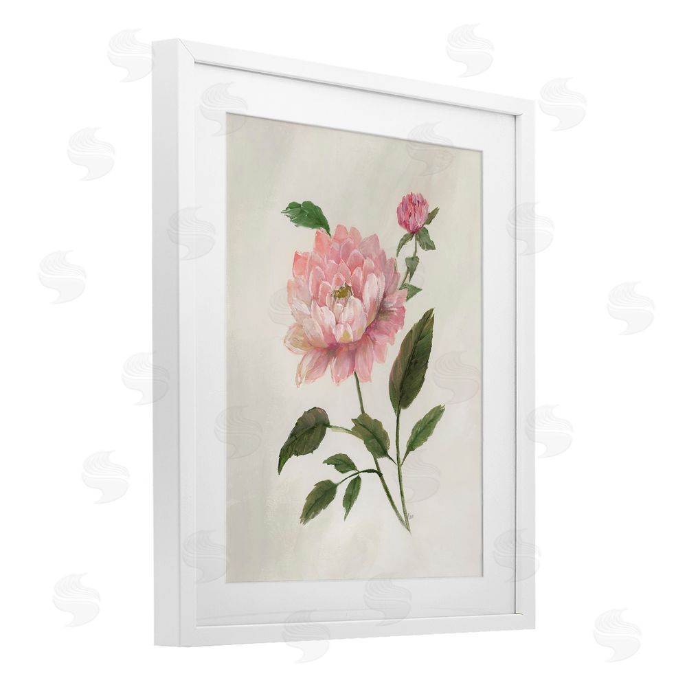 Nan Rosie Rose Flower Study White Framed Print Under Glass Art