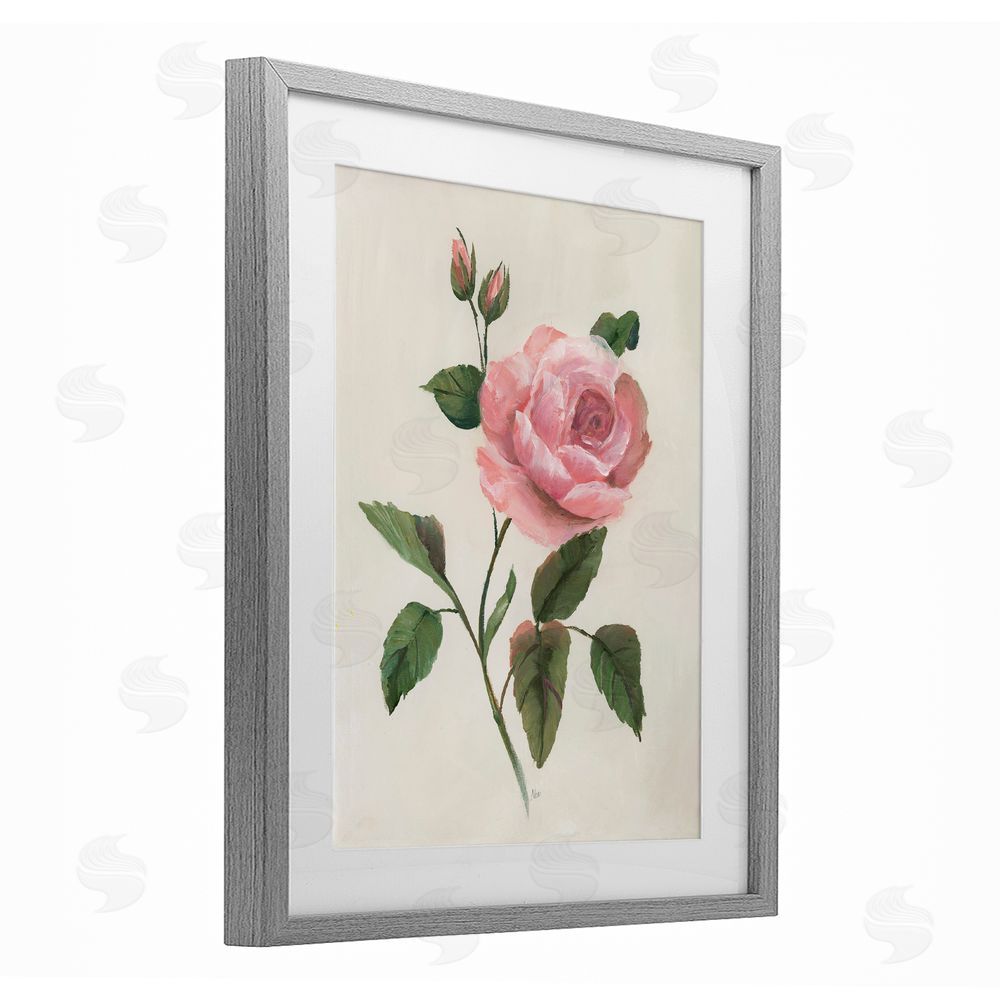 Nan Rosie Rose Floral Study Gray Framed Print Under Glass Art