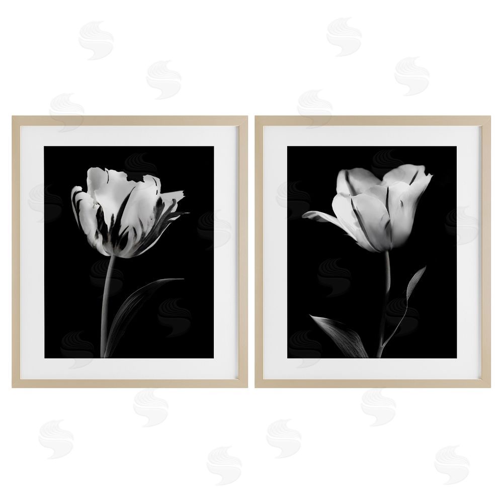 CAD Designs Contrasting Modern Flowers Birch Framed Print Under Glass Set