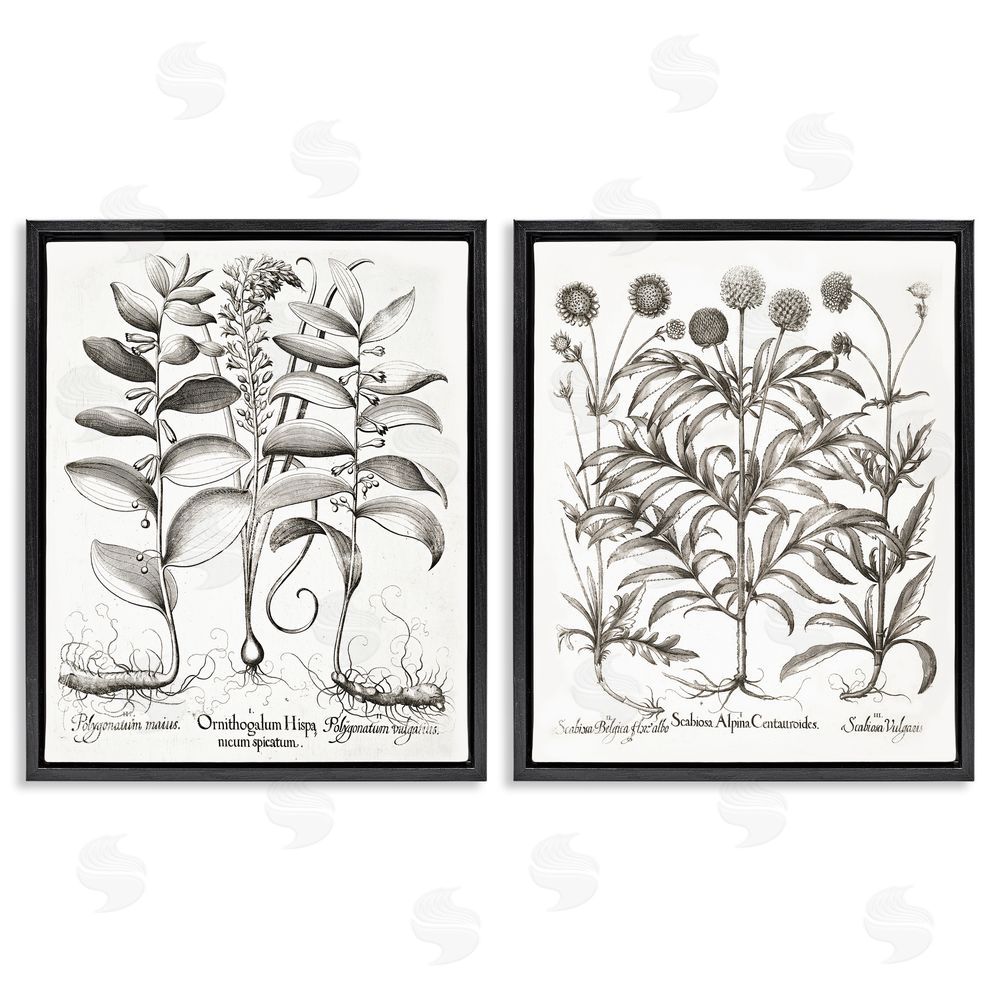 Lettered and Lined Botanical Root & Plant Studies Black Floating Frame Canvas Wall Art Print